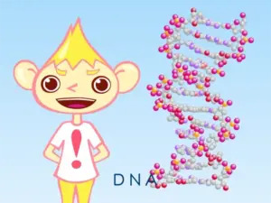 探究学習テーマ：DNA